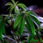 Is Sativa Good for Anxiety and Depression? Exploring Medical Cannabis Options