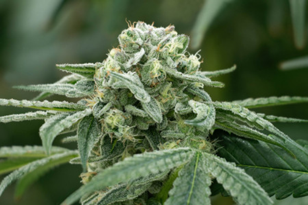 Exploring Medical Cannabis Strains for Complex Regional Pain Syndrome (CRPS) Relief