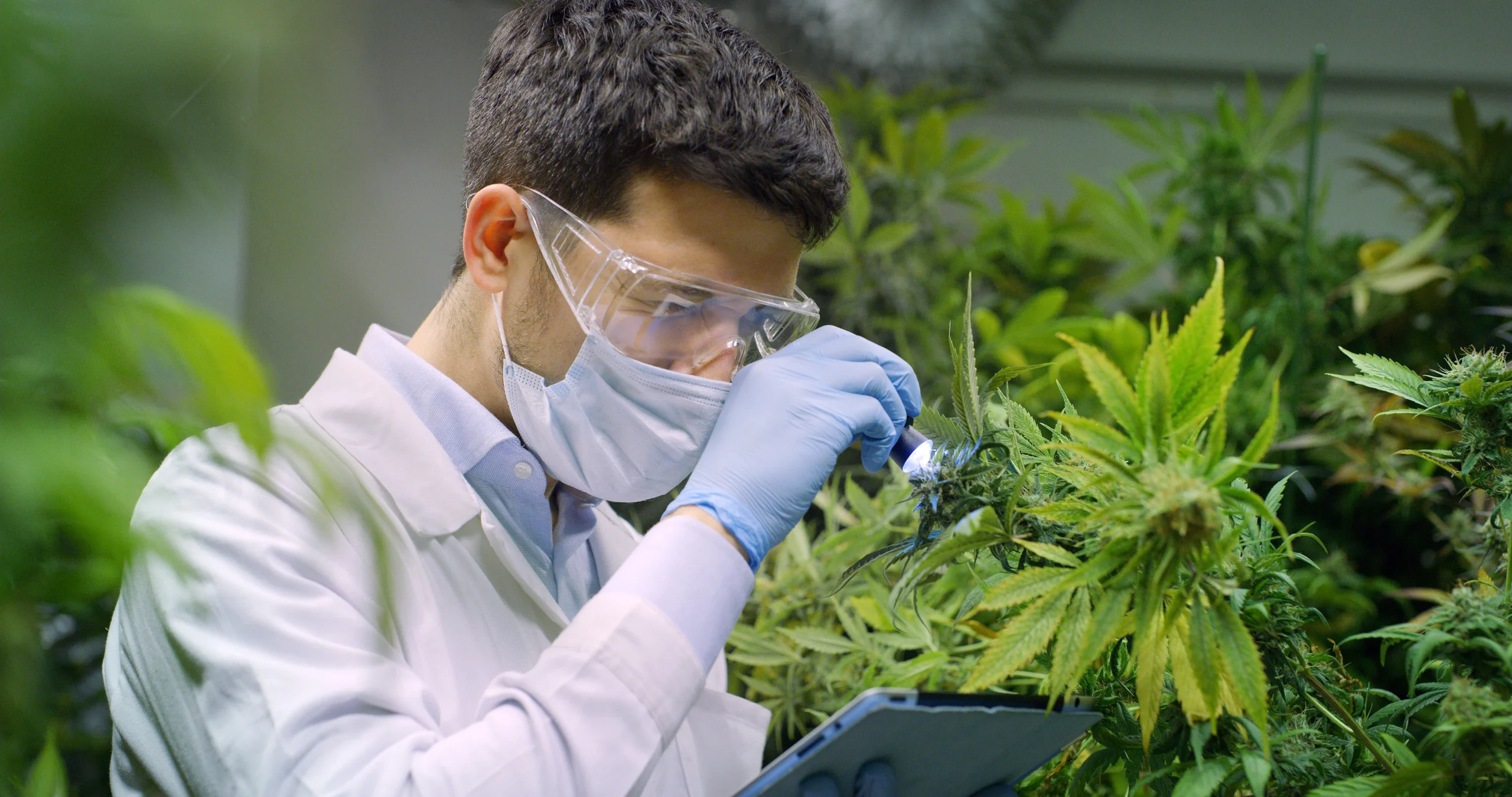 Medical Cannabis Inspection
