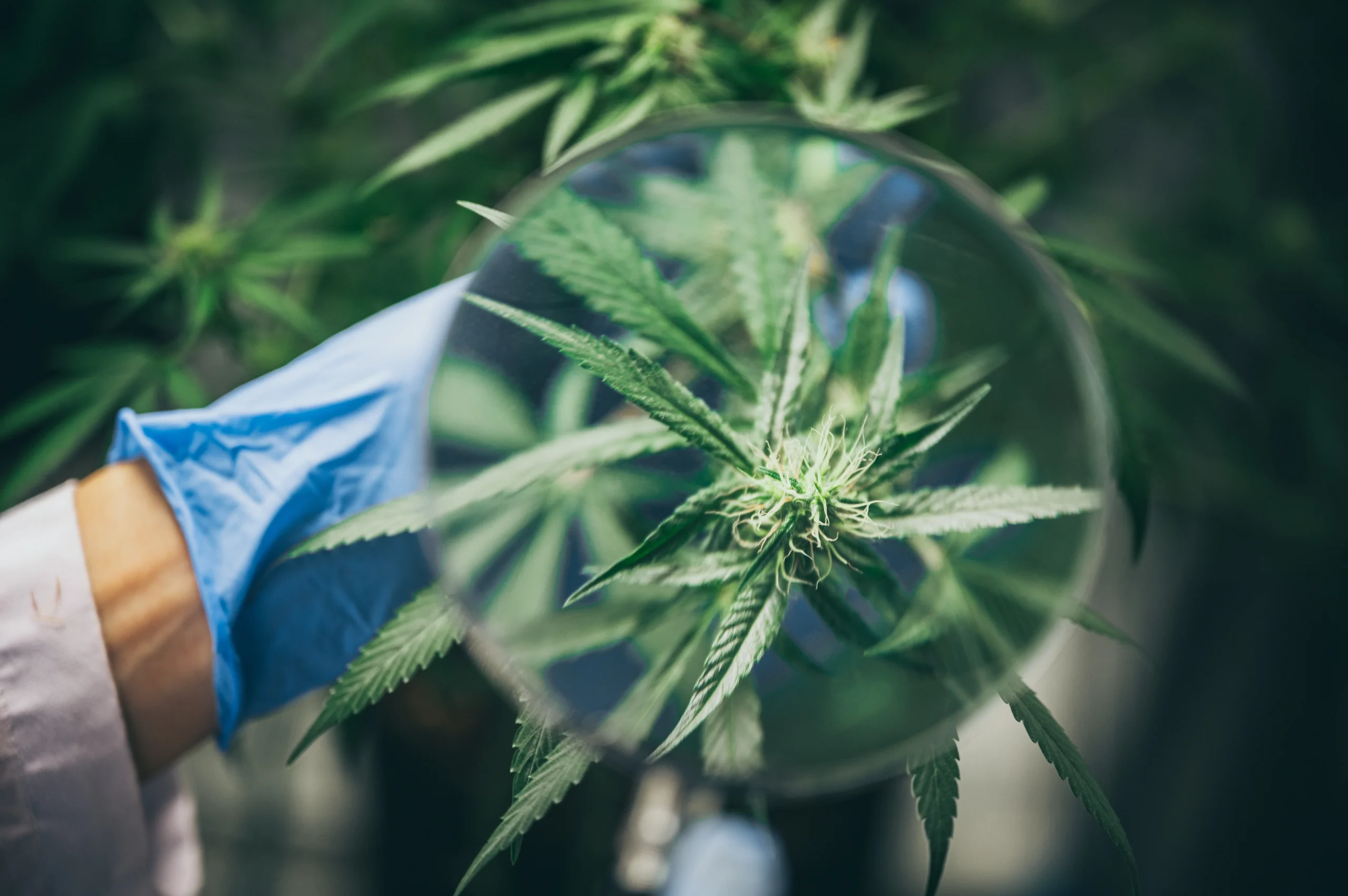 Medical Cannabis Plant