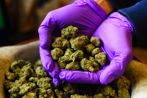 The Best Cannabis Strains for Acute Pain Relief in the UK: A Guide to Natural Pain Management