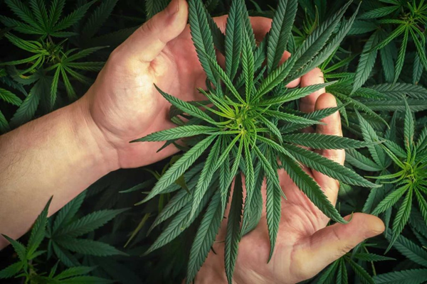 Which Cannabinoids Are Best for Neuropathic Pain?